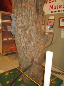 This is a tree trunk that a family donated with the family story. The blade of a long handled scythe is sticking out of the tree and the handle is laying behind it. At the beginning of the Civil War farmers were parking their plows and leaving for duty in the Union Army. One farmer had always been taught that if he axed his scythe in the tree and it stayed there, he would come home from war all in one piece. The scythe stayed put which was a problem. The tree grew around the blade and the handle rotted off. The farmer came back safely four years later and went back to farming. He gave instructions to never cut the tree as the farm was handed down. Eventually, the tree died and the farm was to be sold in recent years so they cut the tree and gave it to the museum along with the story.